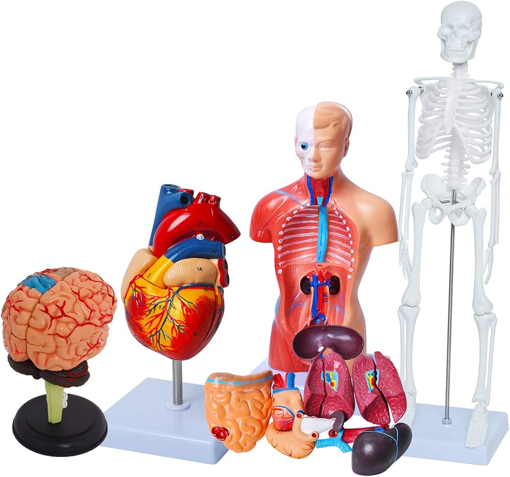 Anatomy Models