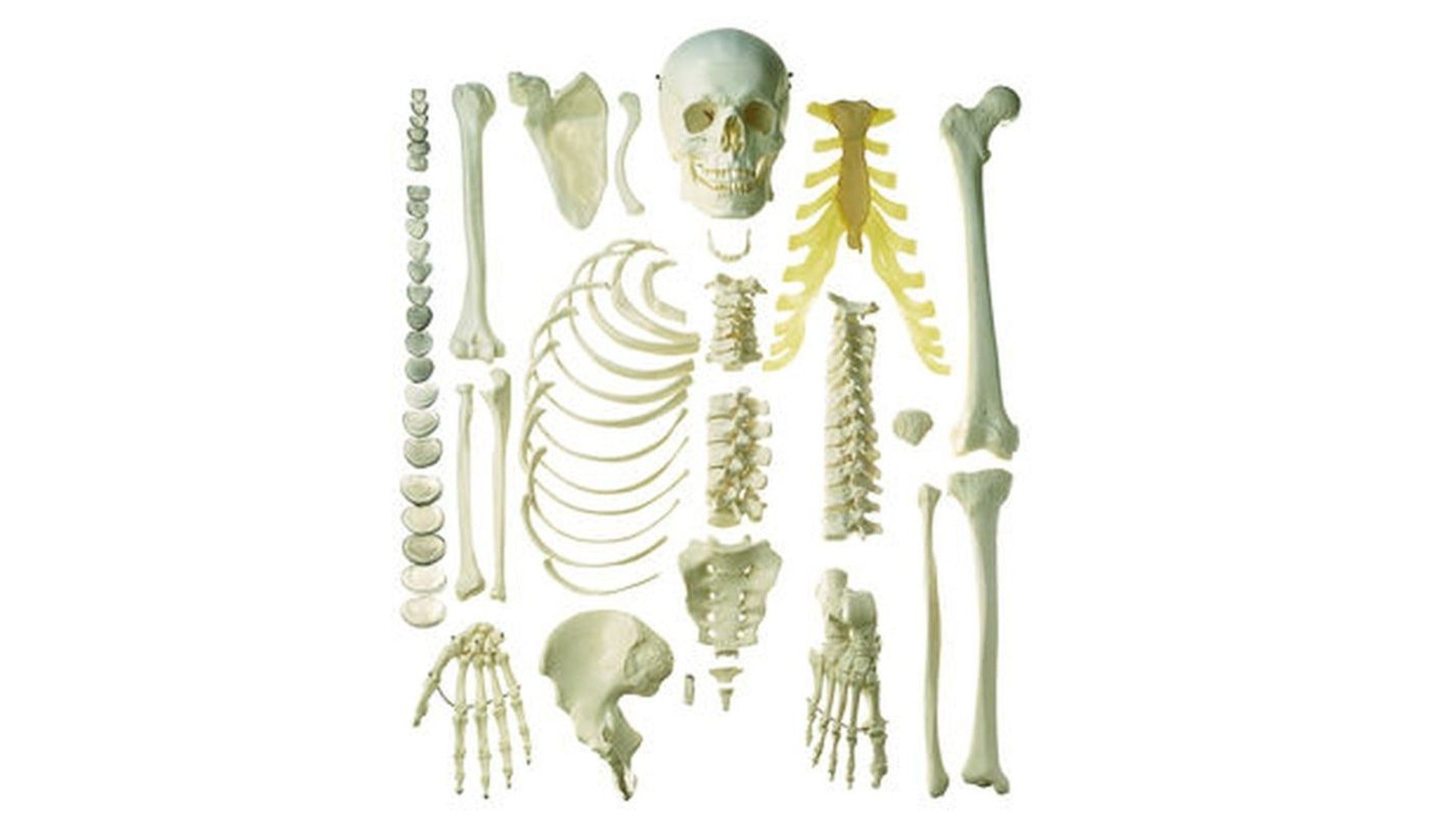 Explore Realistic Bone Models for Training – Medansh
