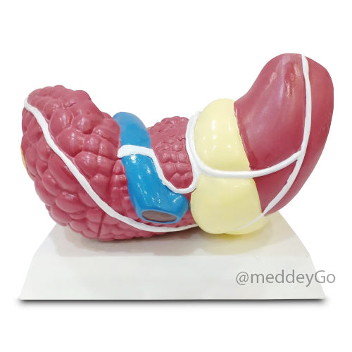 Pathological Liver model