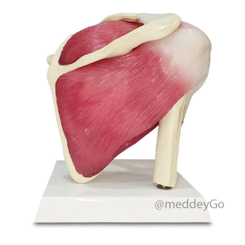 Shoulder Joint With Muscles Model, Life Size