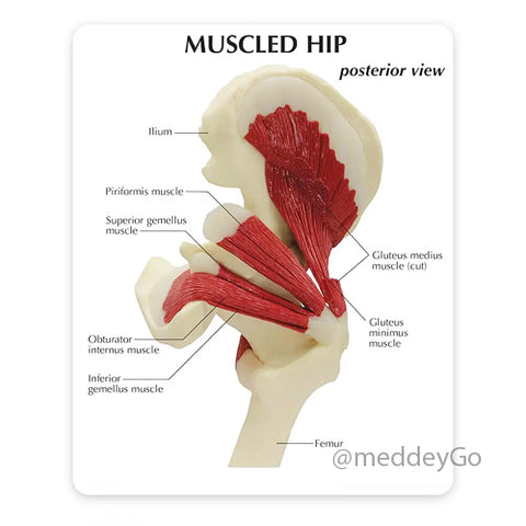 Muscled Hip Joint Model