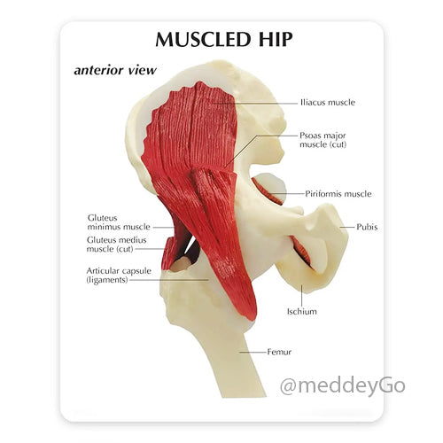 Muscled Hip Joint Model