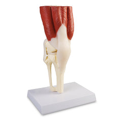 Knee Joint Model with Muscles