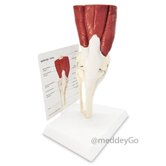 Knee Joint Model with Muscles