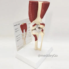 Knee Joint Model with Muscles