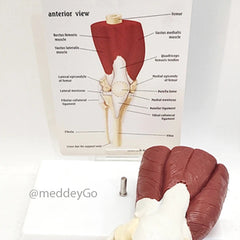 Knee Joint Model with Muscles