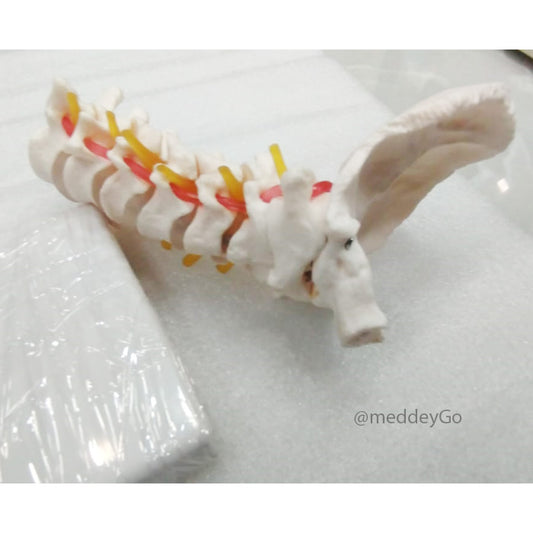 Cervical Spine with Neck Artery and Occipital Bone Model