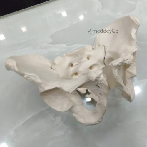 Adult Male Pelvis Model