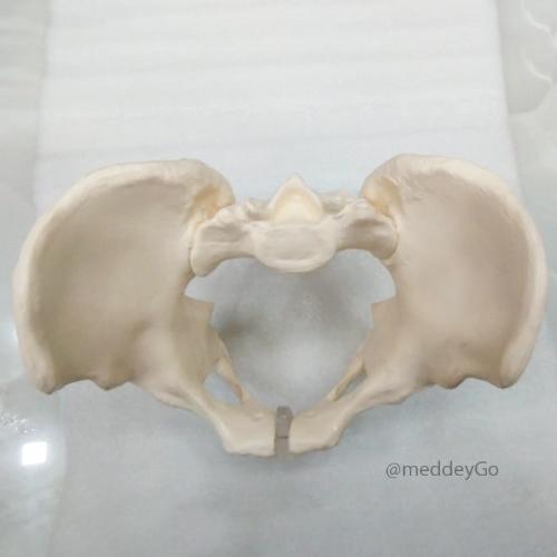 Adult Male Pelvis Model