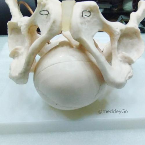 Birth Demonstration Model