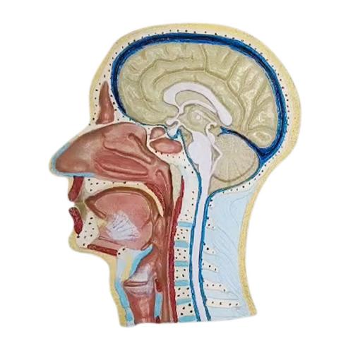 Human Head Model Sagittal Section