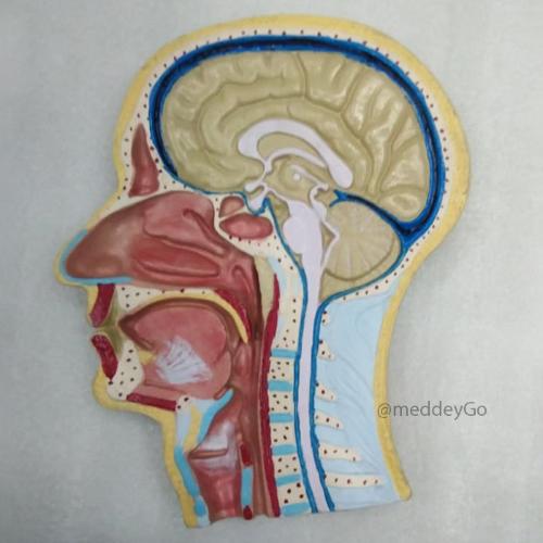 Human Head Model Sagittal Section