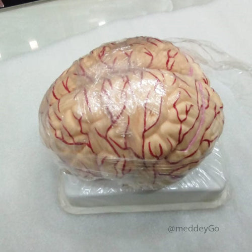 Deluxe Brain Model 8 Parts