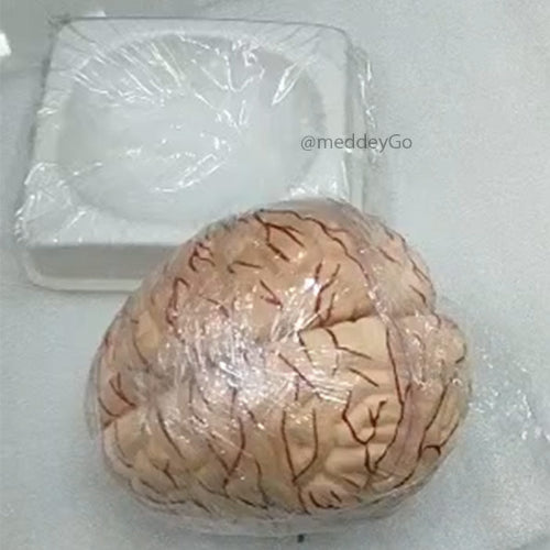 Deluxe Brain Model 8 Parts
