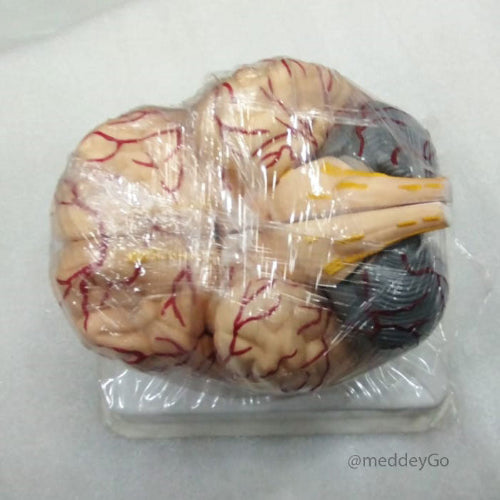 Deluxe Brain Model 8 Parts