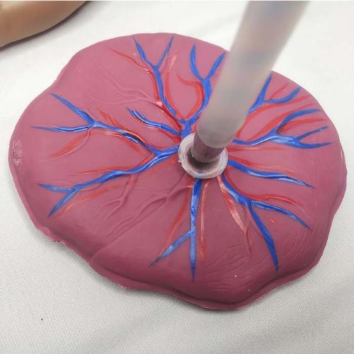 Baby with Placenta and Umbilical Cord