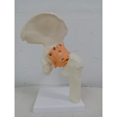human hip joint model with ligaments price
