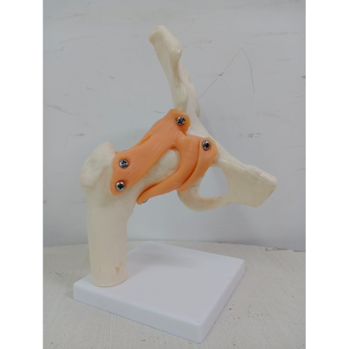 human hip joint model with ligaments medansh