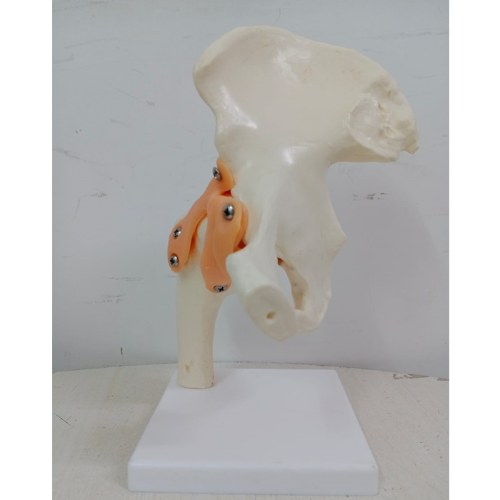 human hip joint model with ligaments meddey