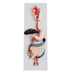 Natural Digestive System Model
