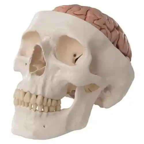 8 part brain