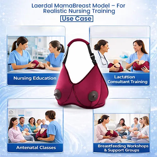 lactating breast model