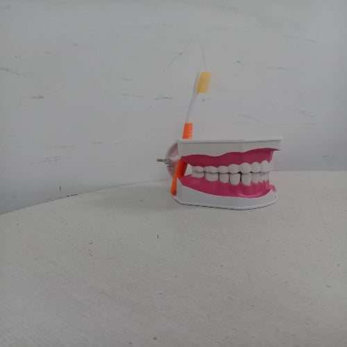 dental care model for patient education medansh