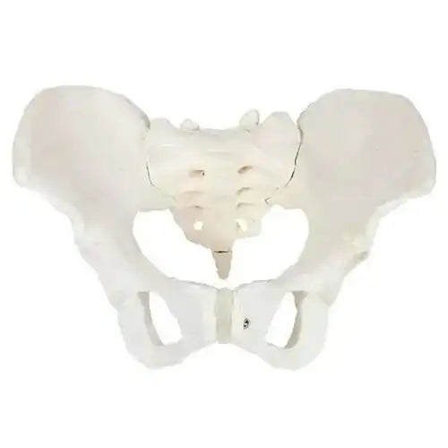 adult female pelvis