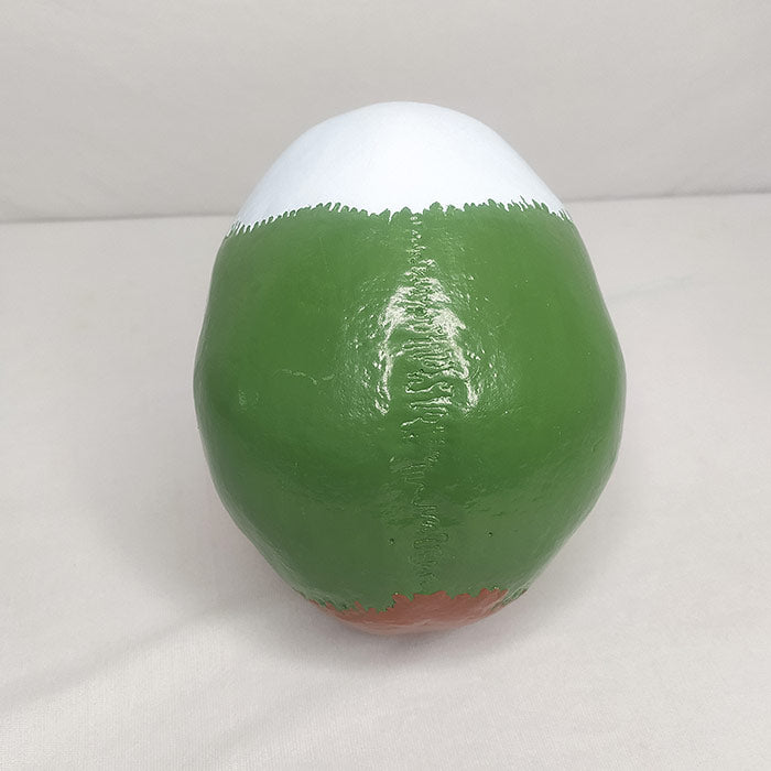 Adult Skull Model Colored