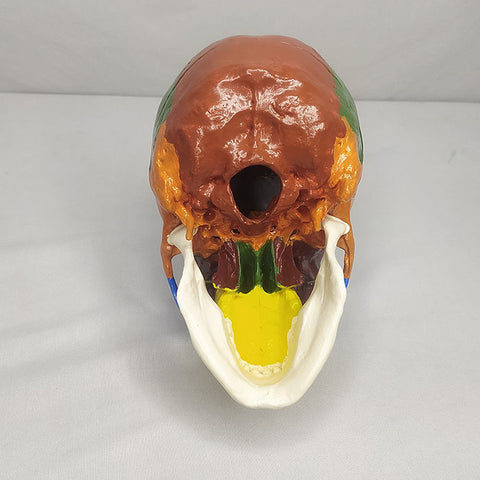 Adult Skull Model Colored