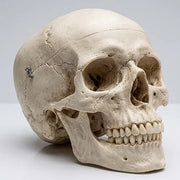 adult skull model 