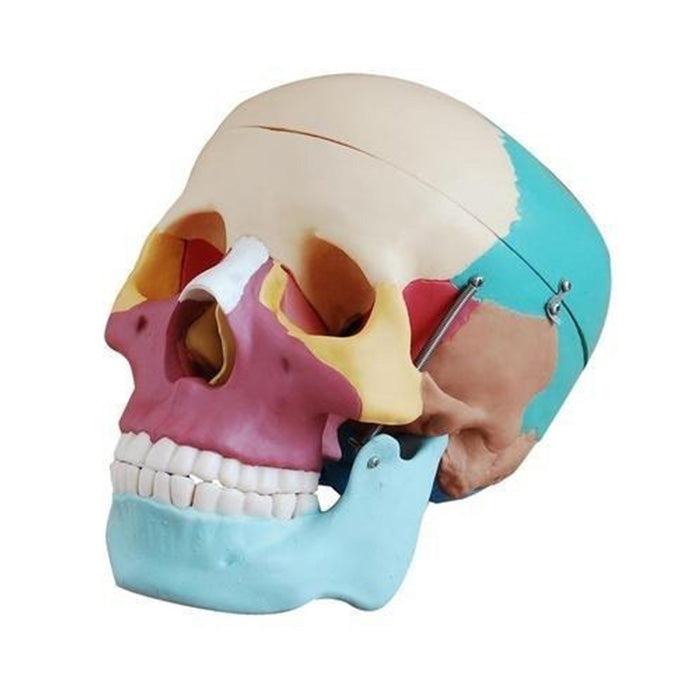 Adult Skull Model Colored