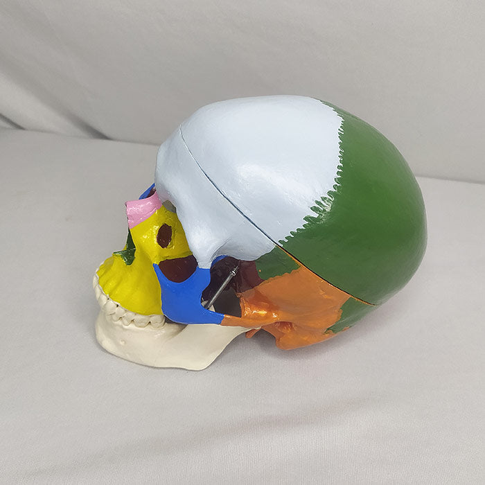 Adult Skull Model Colored