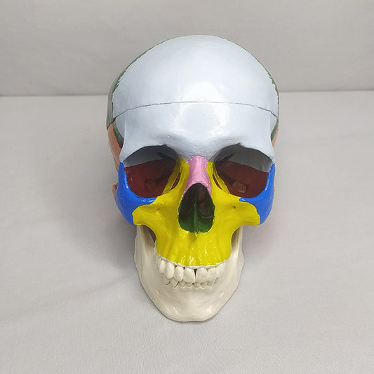 Adult Skull Model Colored