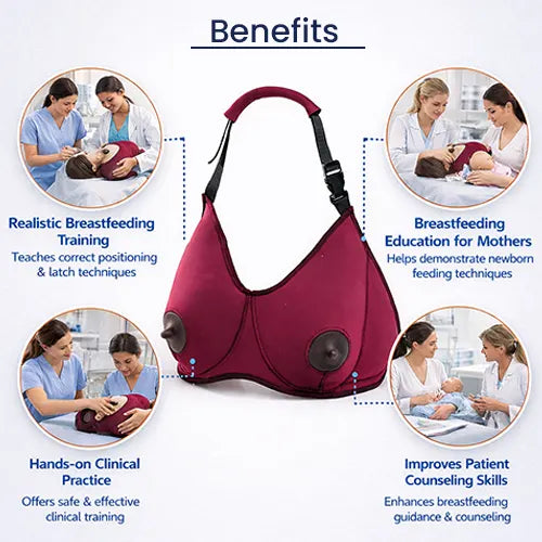 lactating breast model