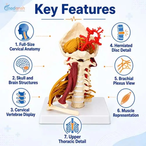 cervical model 
