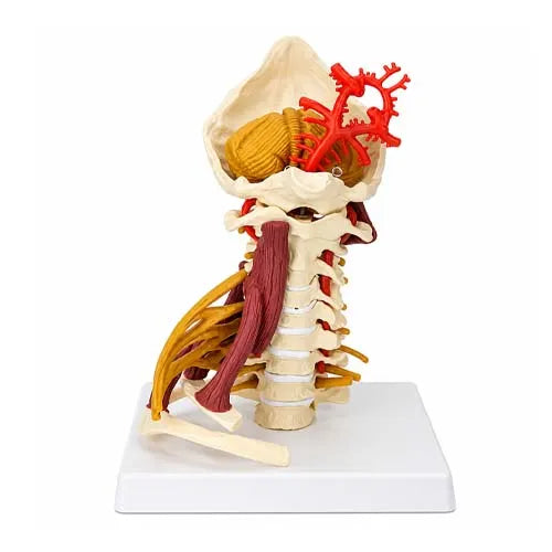 cervical model medansh