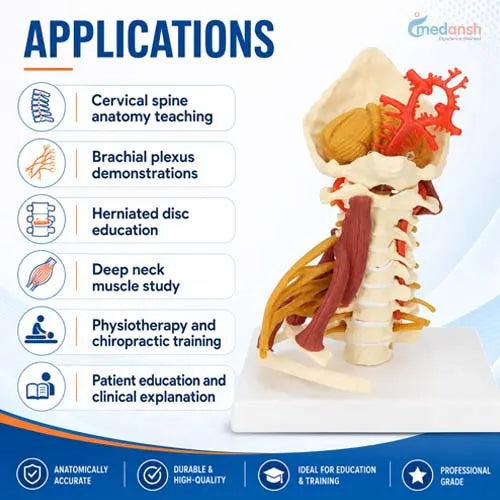 cervical model 
