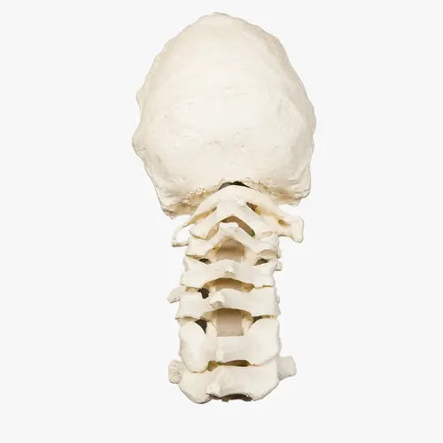 cervical saw bone 