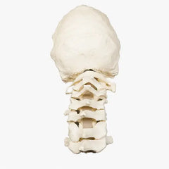 cervical saw bone 