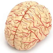 deluxe brain model 