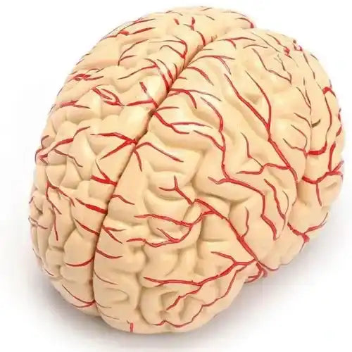 deluxe brain model 