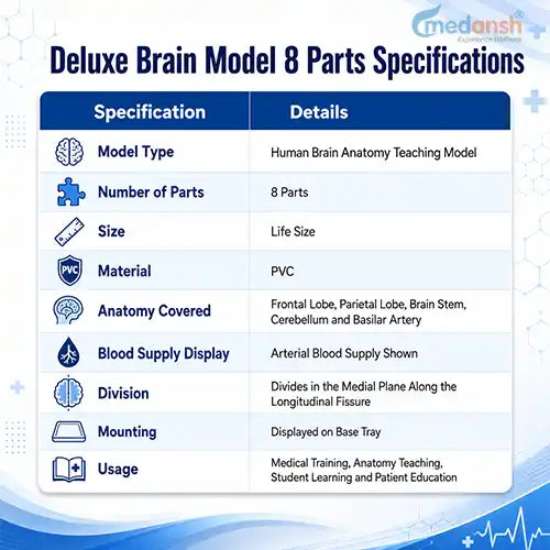 deluxe brain model 