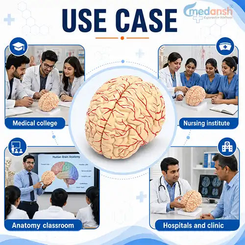 deluxe brain model 