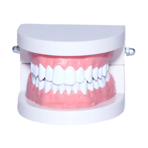 Dental Denture Adult Standard Gums Teeth Model for Patient Education
