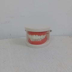 dentaldentureadultstandardgumsteethmodelforpatienteducationmeddey