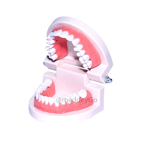 Dental Denture Adult Standard Gums Teeth Model for Patient Education