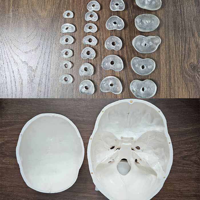 Disarticulated Human Skeleton Bilateral 200 Bones for Medical Students