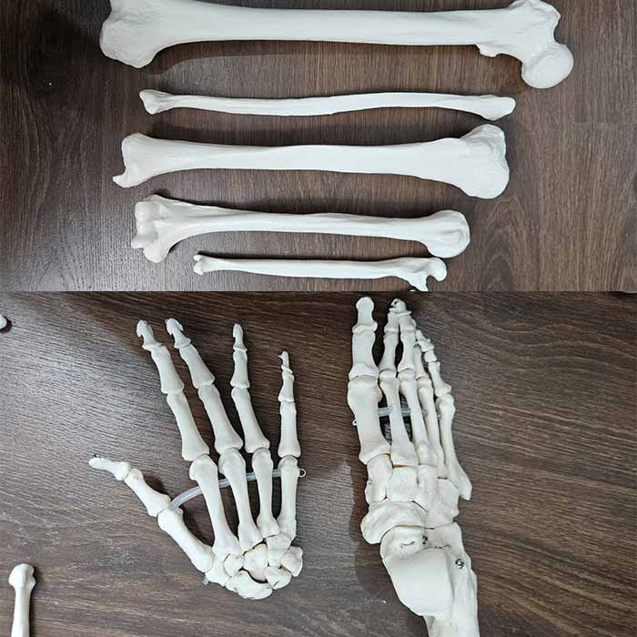 Disarticulated Human Skeleton Bilateral 200 Bones for Medical Students