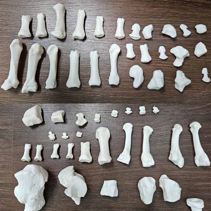 Disarticulated Human Skeleton Bilateral 200 Bones for Medical Students